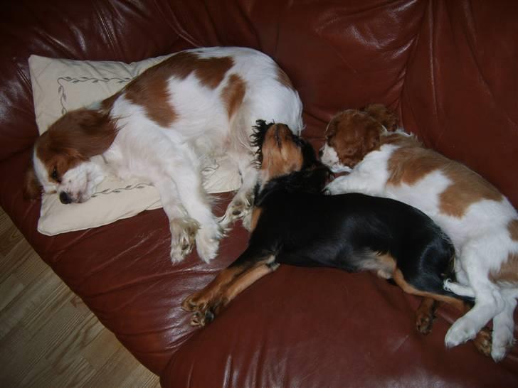 Cavalier king charles spaniel Flicka - Sofa hygge hunde, Boogie på ferie. billede 13