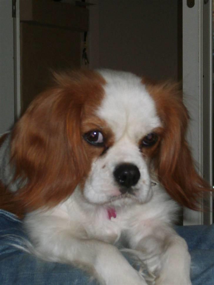 Cavalier king charles spaniel Pepsi billede 15