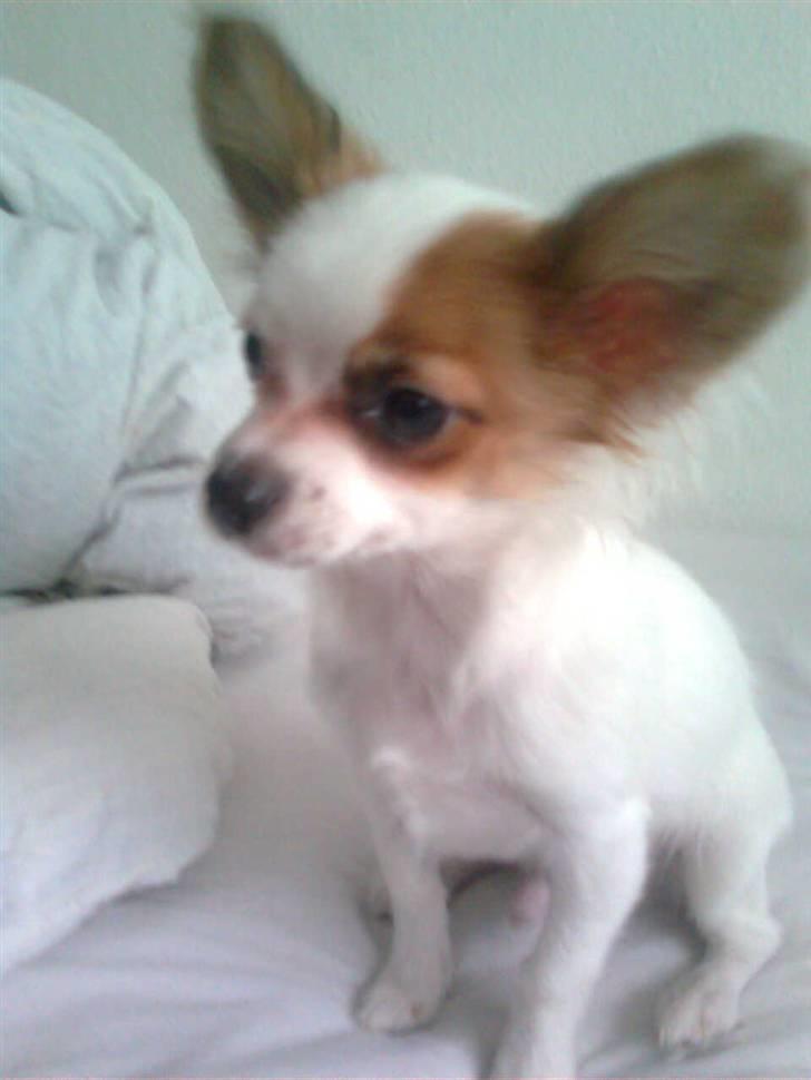 Blanding af racer Chihuahua balou billede 1