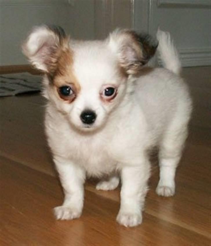 Blanding af racer Chihuahua balou billede 2