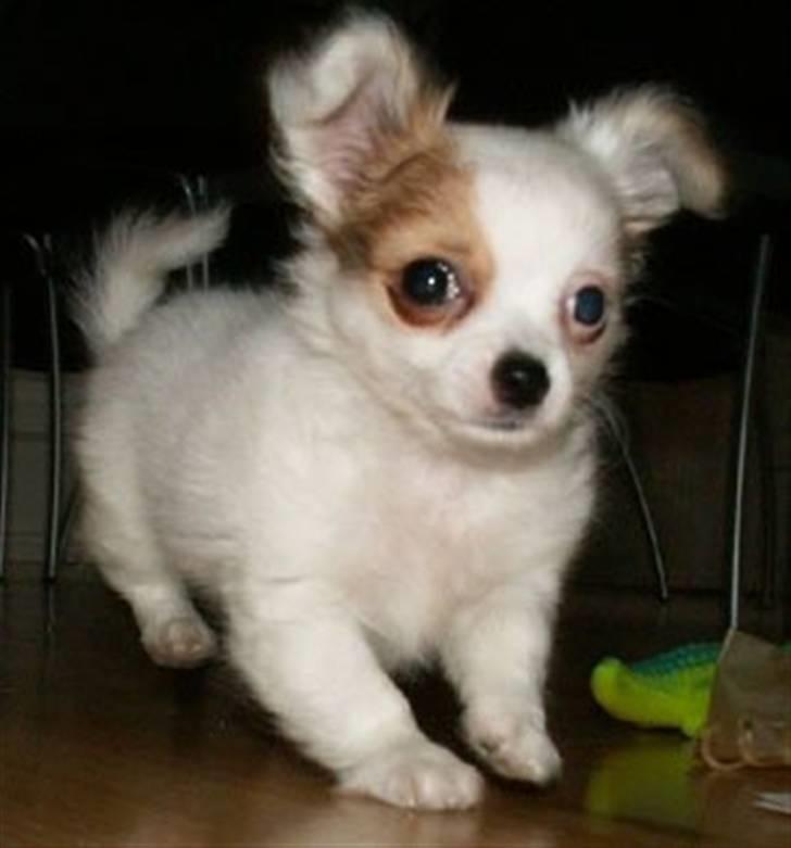 Blanding af racer Chihuahua balou billede 3