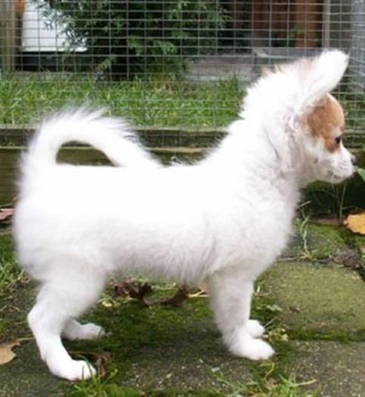 Blanding af racer Chihuahua balou billede 4