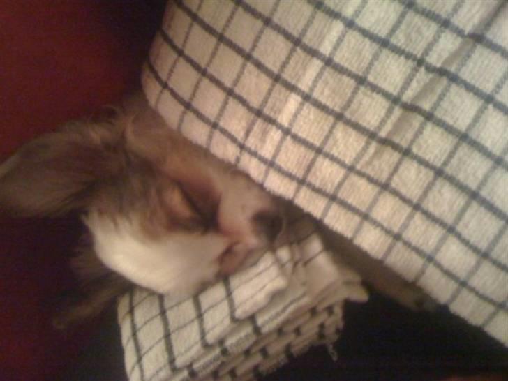 Blanding af racer Chihuahua balou billede 5