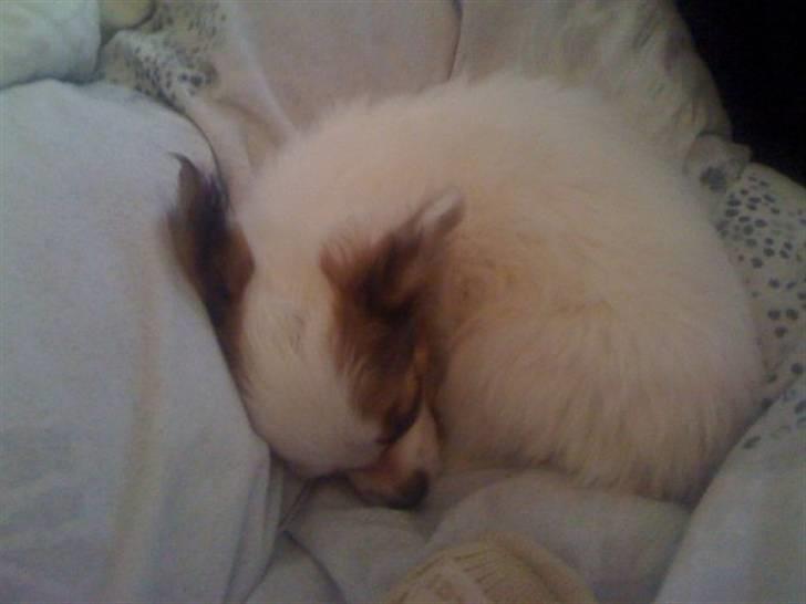 Blanding af racer Chihuahua balou billede 6