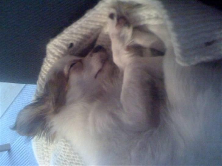 Blanding af racer Chihuahua balou billede 7