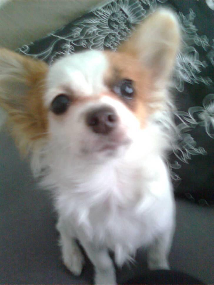 Blanding af racer Chihuahua balou billede 8