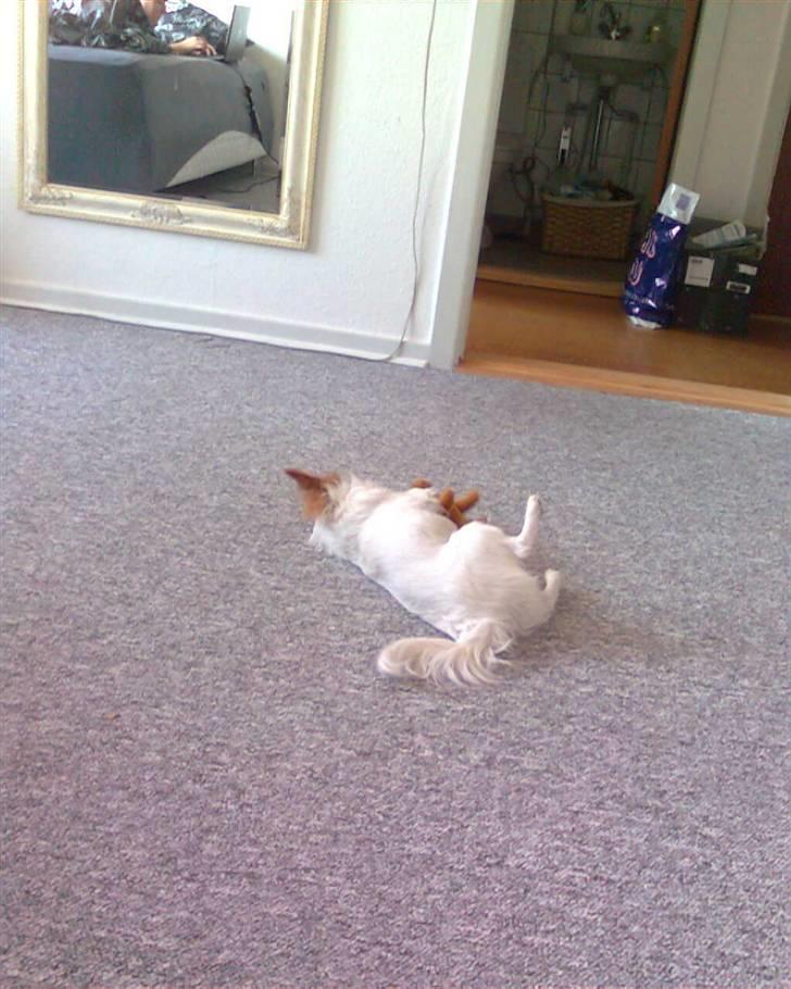 Blanding af racer Chihuahua balou billede 9