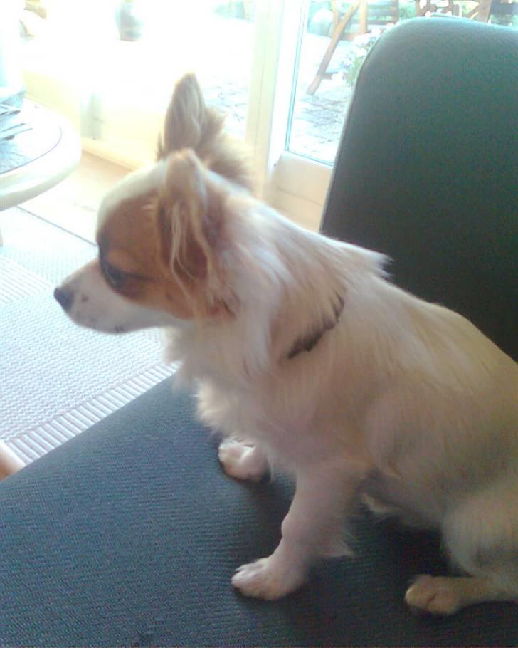 Blanding af racer Chihuahua balou billede 10