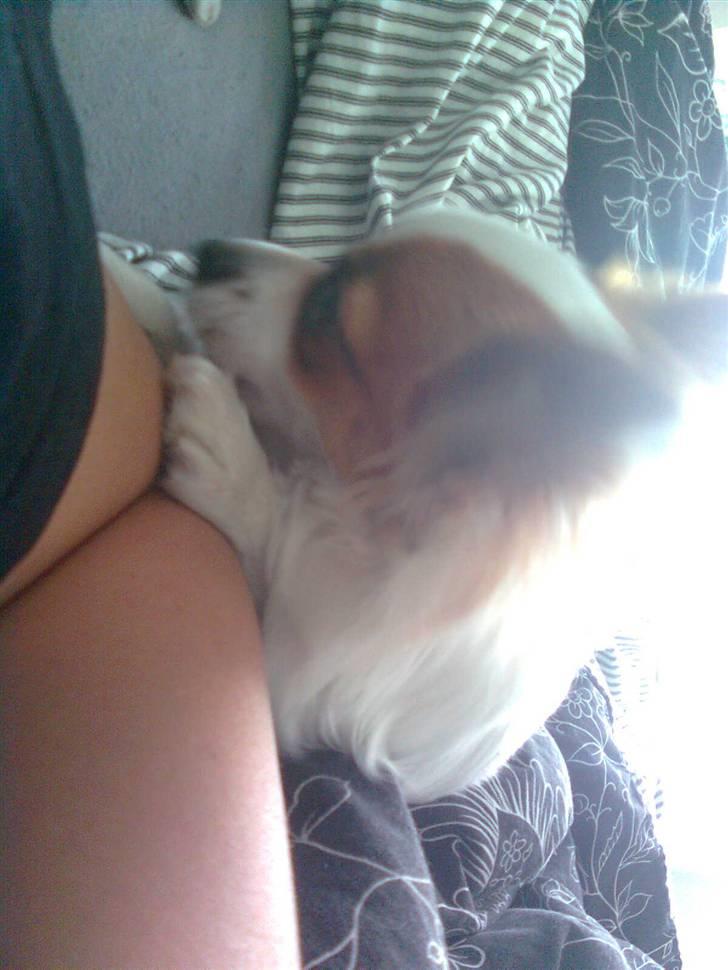 Blanding af racer Chihuahua balou billede 11