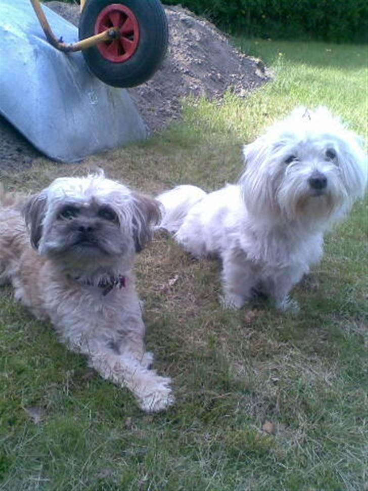 Blanding af racer Hollie - Denne hund er Hollie parret med:-) Noah : Coton de Tulaere billede 12