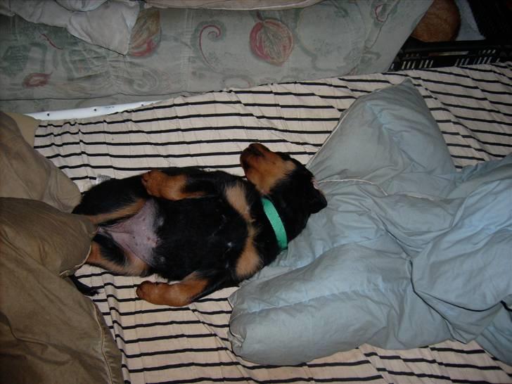 Rottweiler ALPHA + 8-02-2010 billede 15