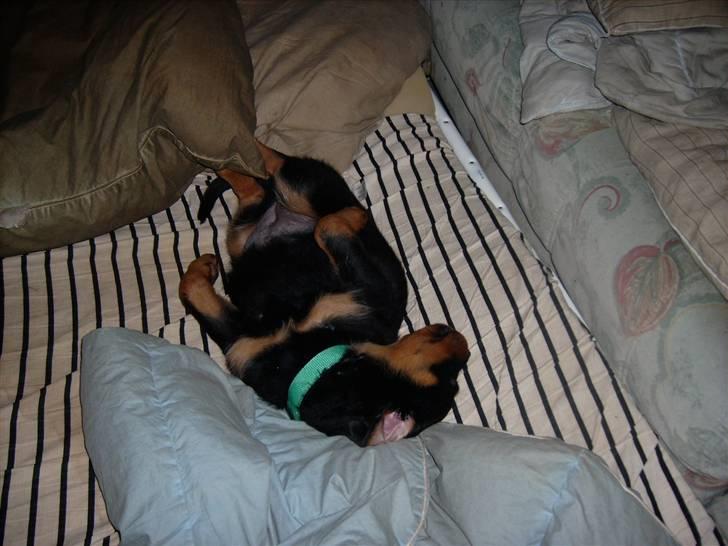 Rottweiler ALPHA + 8-02-2010 billede 16