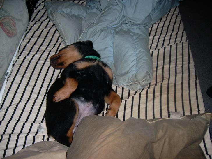 Rottweiler ALPHA + 8-02-2010 billede 17