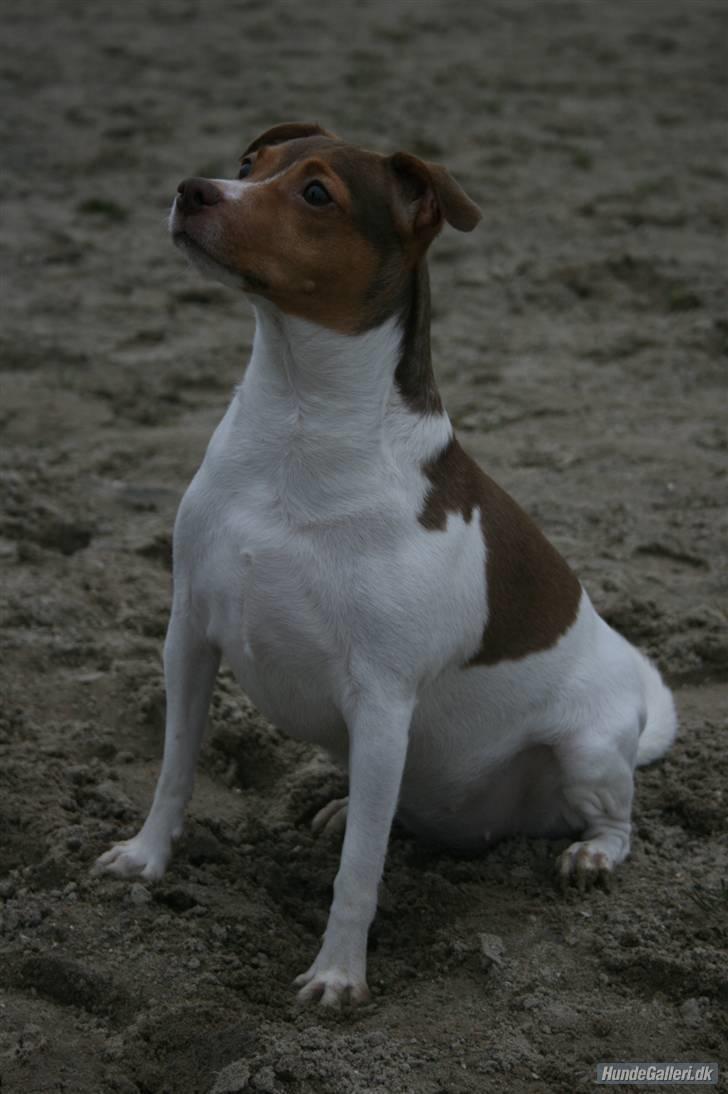 Dansk svensk gaardhund Tigga - *30/12-15* billede 8