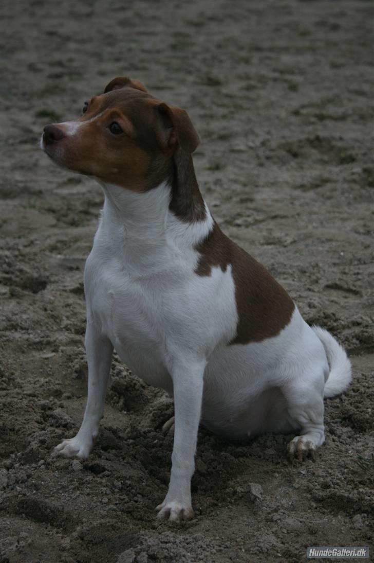 Dansk svensk gaardhund Tigga - *30/12-15* billede 9