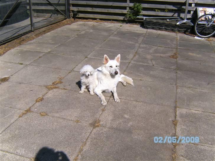 Toypuddel joker billede 4