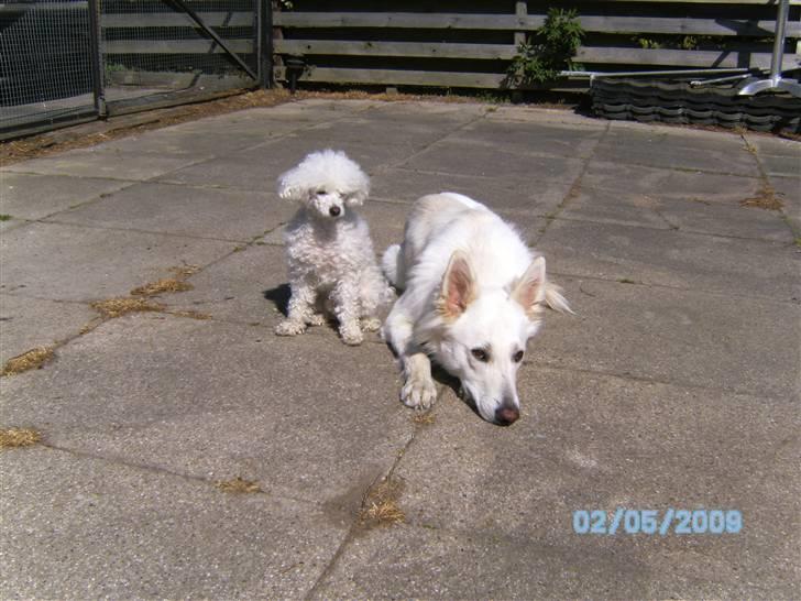 Toypuddel joker billede 5