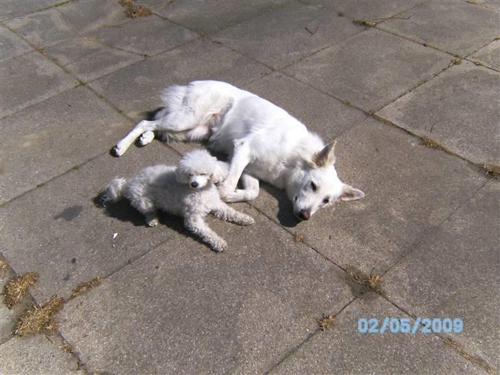 Toypuddel joker billede 6