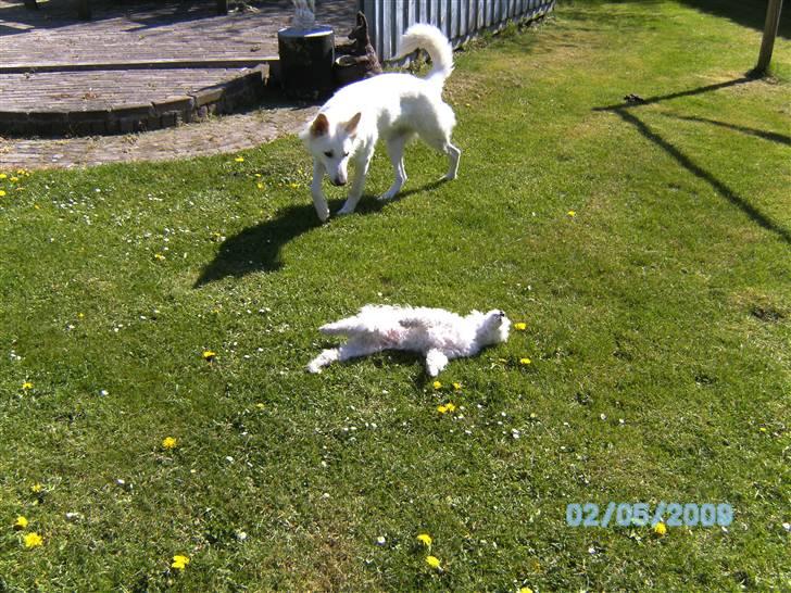 Toypuddel joker billede 7