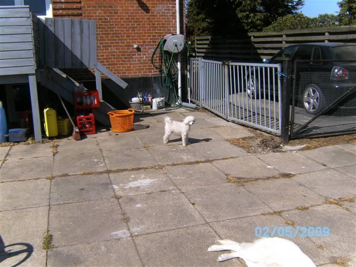 Toypuddel joker billede 8