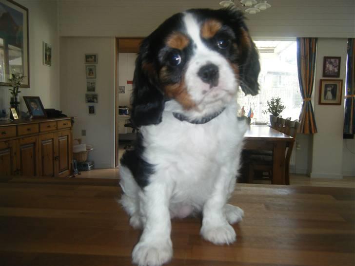 Cavalier king charles spaniel Gismo - 9 uger gammel og meget nysgerrig. billede 5