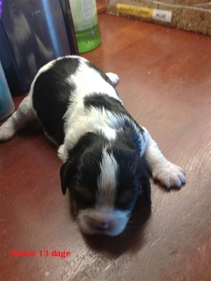 Cavalier king charles spaniel Gismo - 13 dage gammel. En lille vaps :). billede 6