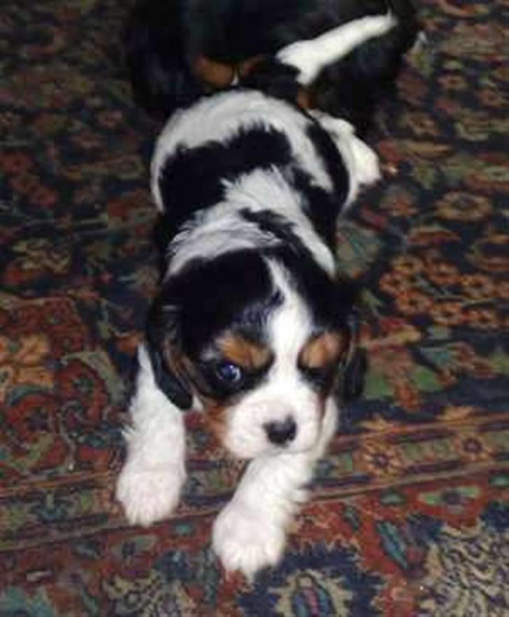 Cavalier king charles spaniel Gismo - 7 uger gammel og allerede super frisk! billede 7