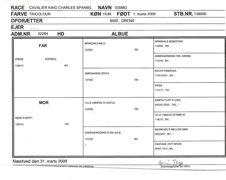 Cavalier king charles spaniel Gismo - Gismo´s stamtavle - nogen søskende herinde? billede 8