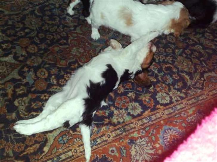 Cavalier king charles spaniel Gismo - Kooom nuu! Vil du ikke nok lege med mig! :) billede 9