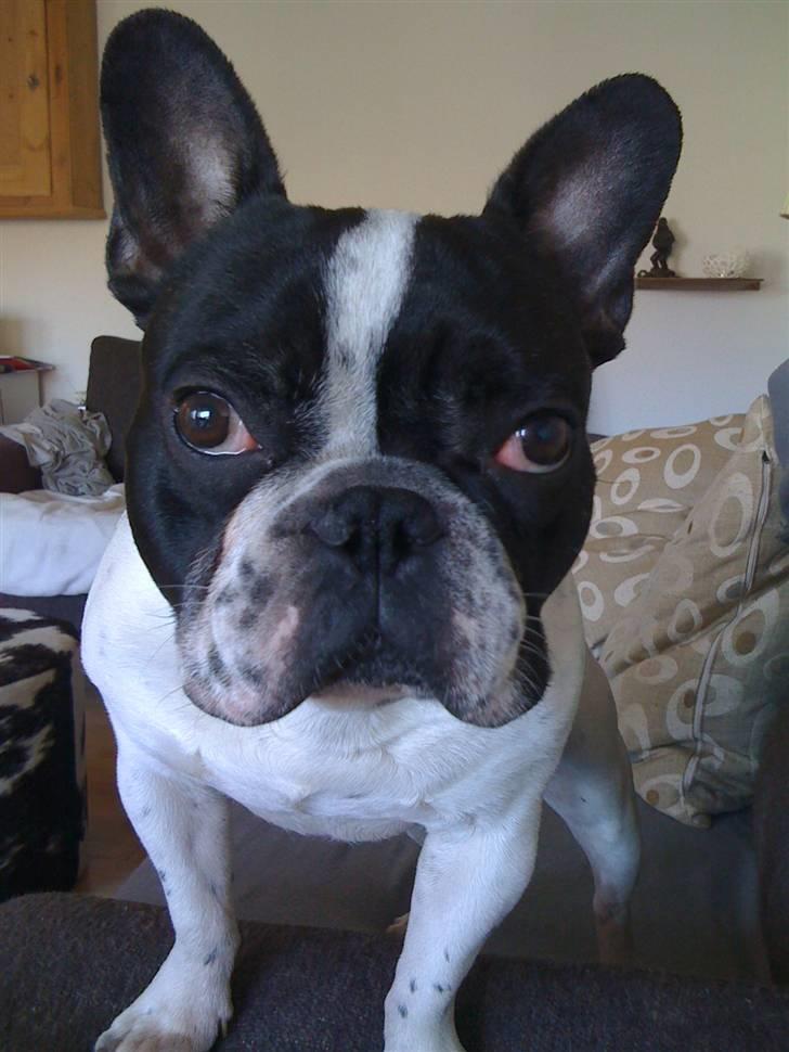Fransk bulldog Hannibal - Her er den nye næse forfra :-) billede 19