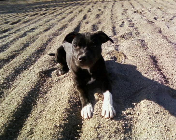 Staffordshire bull terrier Lusty Liza *Solgt* billede 14