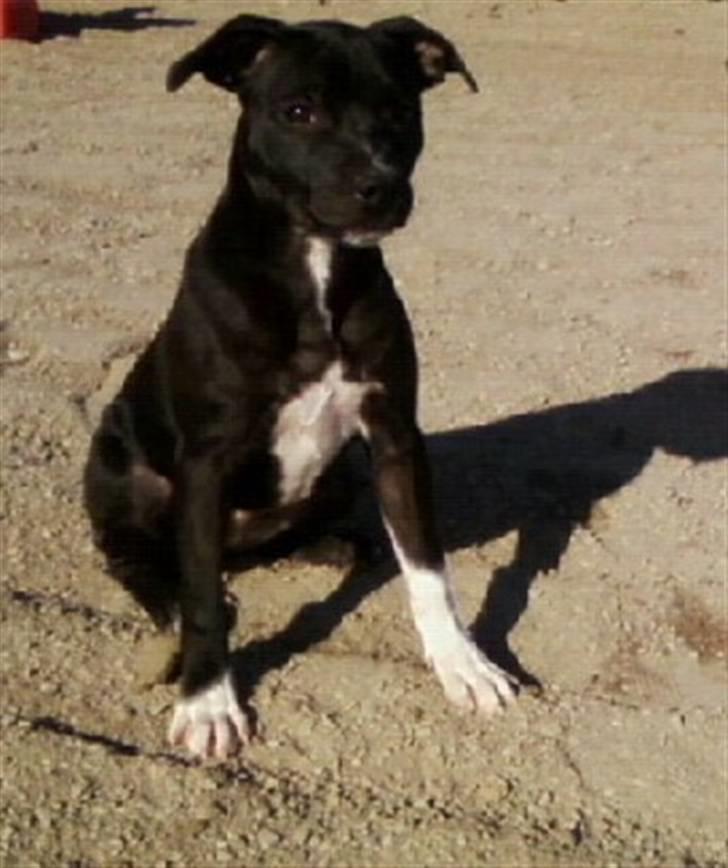 Staffordshire bull terrier Lusty Liza *Solgt* billede 15