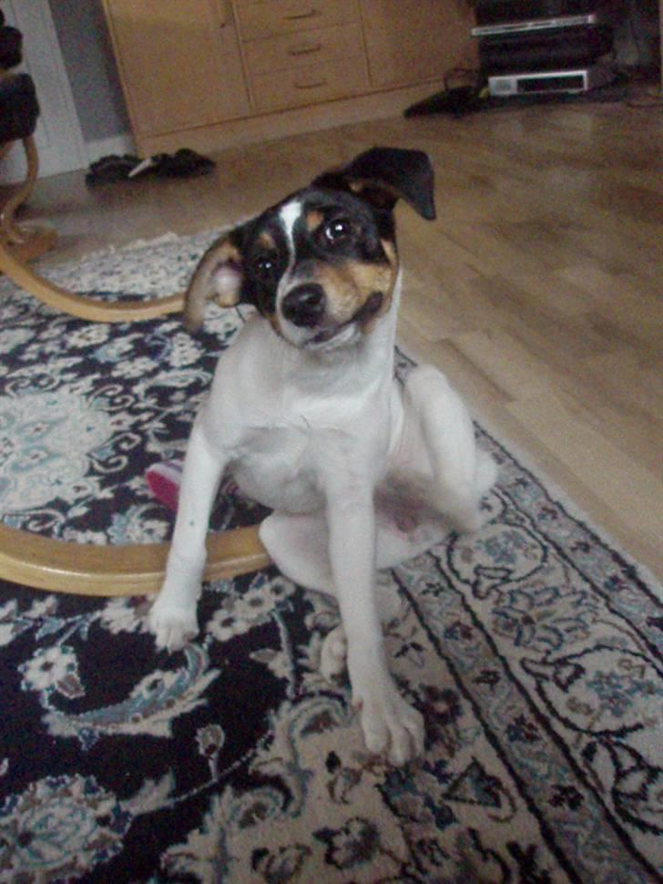 Dansk svensk gaardhund Stella - Velkommen til Stellas profil :D billede 1