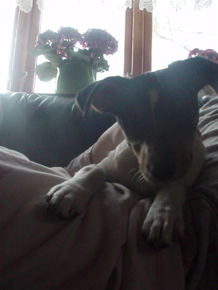 Dansk svensk gaardhund Stella - "Hvad er det forn en tingest?" xD billede 2