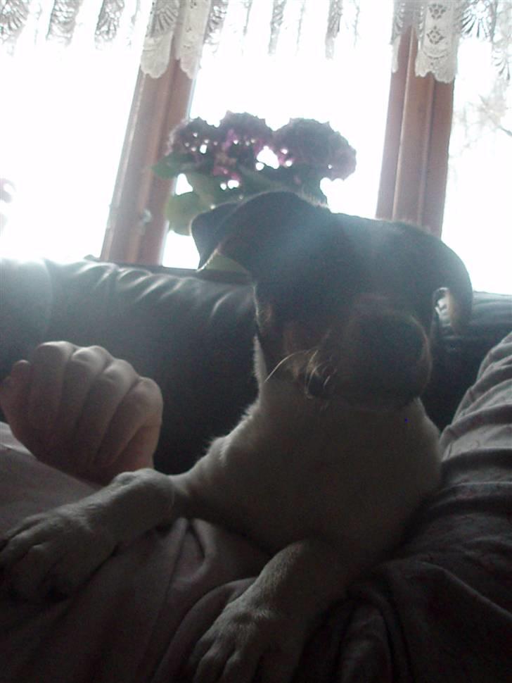 Dansk svensk gaardhund Stella - "Hvad sker der nu derovre?" xD billede 3
