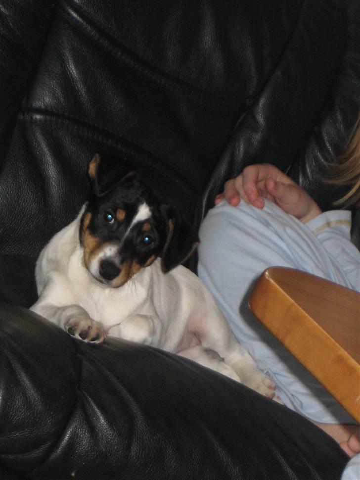 Dansk svensk gaardhund Stella - "Hvad laver du?" xD billede 4