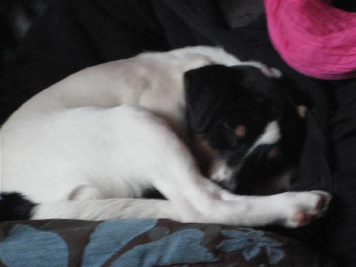 Dansk svensk gaardhund Stella - Nurh. Hun er så sød når hun sover. ;D <33 billede 5