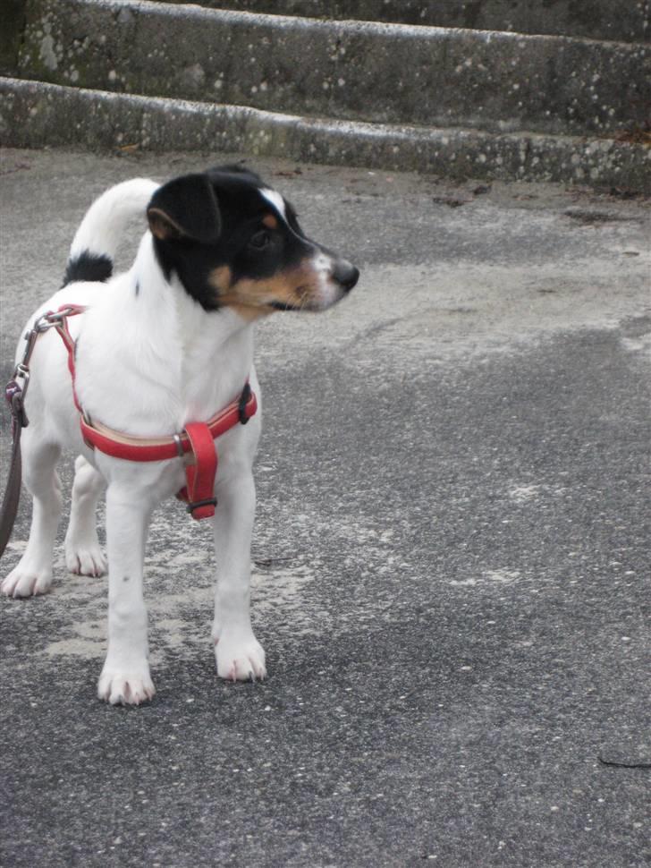 Dansk svensk gaardhund Stella - "Ola la. Sikke en flot vovse derovre."  Fotograf: CHJ PICTURES billede 7