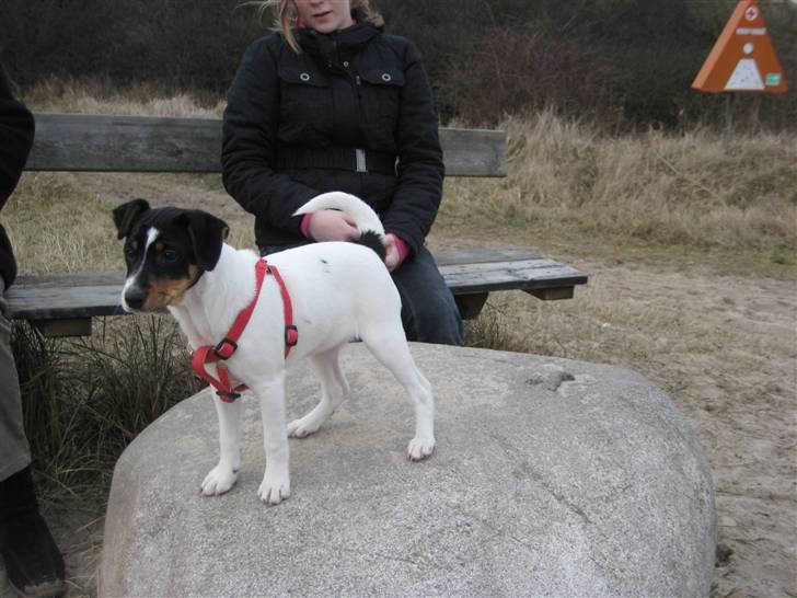 Dansk svensk gaardhund Stella - Højt til vejrs. Fotograf: Cathrine Jørgensen billede 10