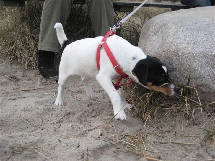 Dansk svensk gaardhund Stella - *Snif snif* Fotograf: CHJ PICTURES billede 11