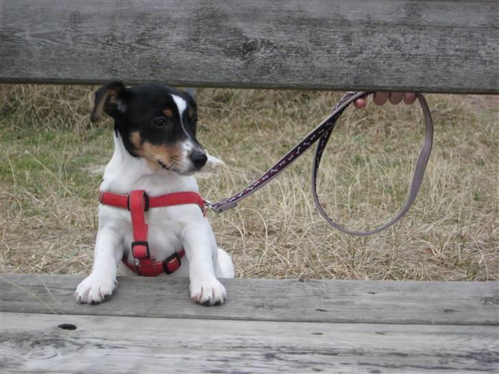 Dansk svensk gaardhund Stella - Stella som hvalp, første gang hun var ved stranden. Fotograf: CHJ PICTURES billede 12
