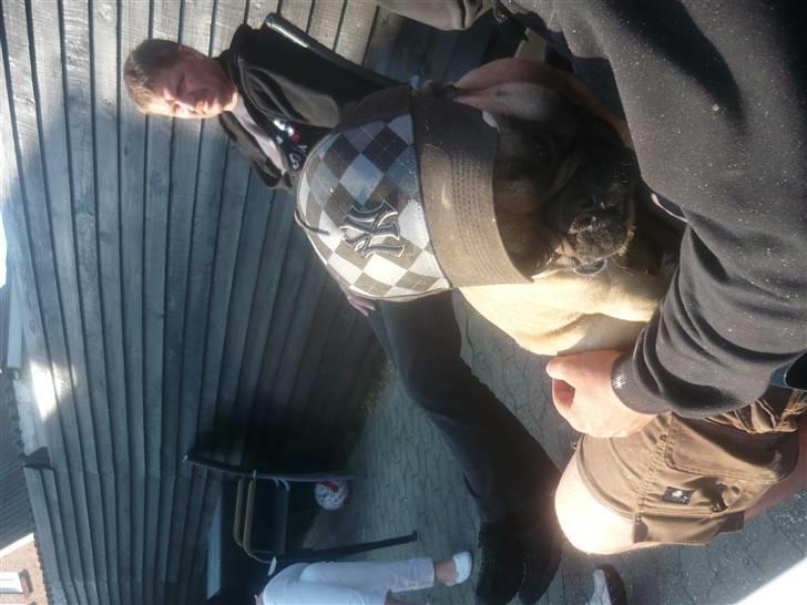 Fransk bulldog Ludvig billede 8