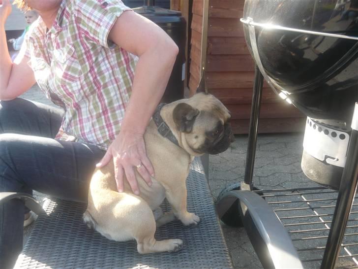 Fransk bulldog Ludvig billede 9