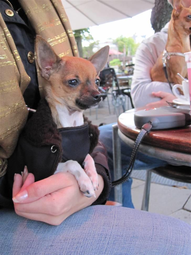 Chihuahua *~ Shika ~* R.I.P - Hundens dag i Tivoli - På Mamma Mokka, hvor der var en stor god varmelampe :´) billede 11