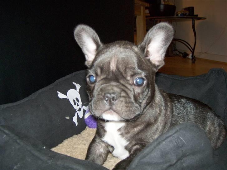 Fransk bulldog Spike Bouledogue Français billede 4