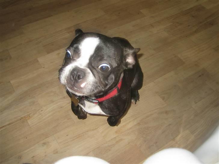 Fransk bulldog Amy billede 1