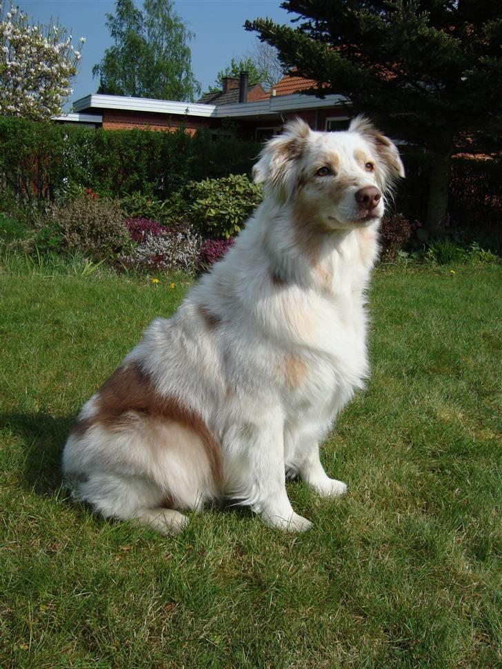 Australian shepherd twister billede 1