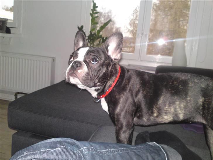 Fransk bulldog Amy billede 2