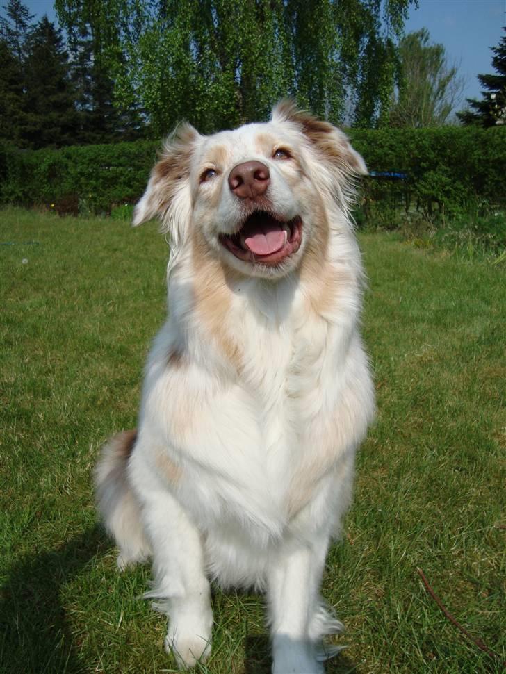 Australian shepherd twister billede 2