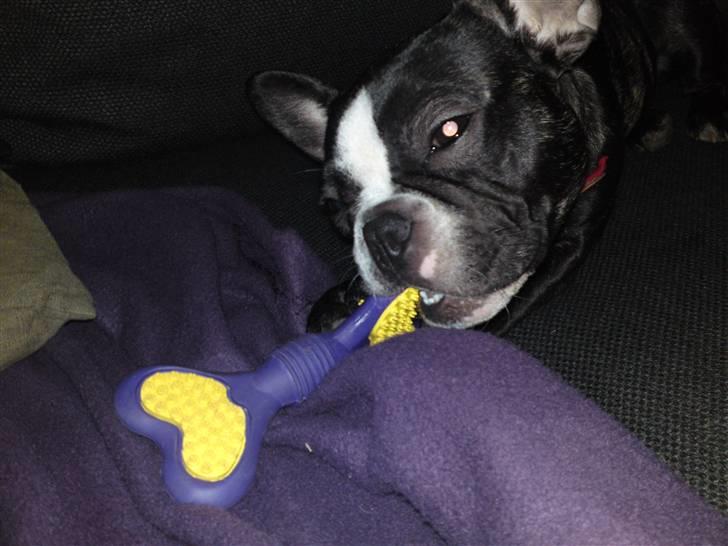 Fransk bulldog Amy billede 3